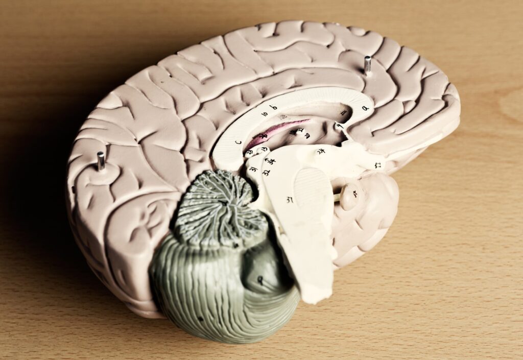 Role Of The Brainstem In Multisensory Integration Feature