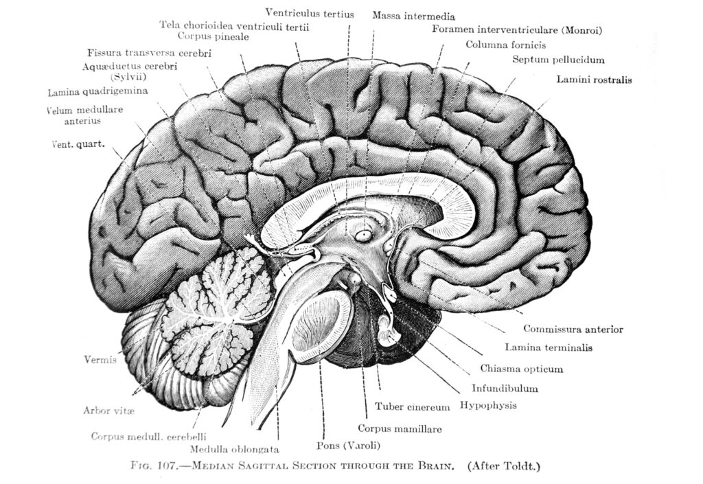 Subcortical Vs Cortical Processing Feature