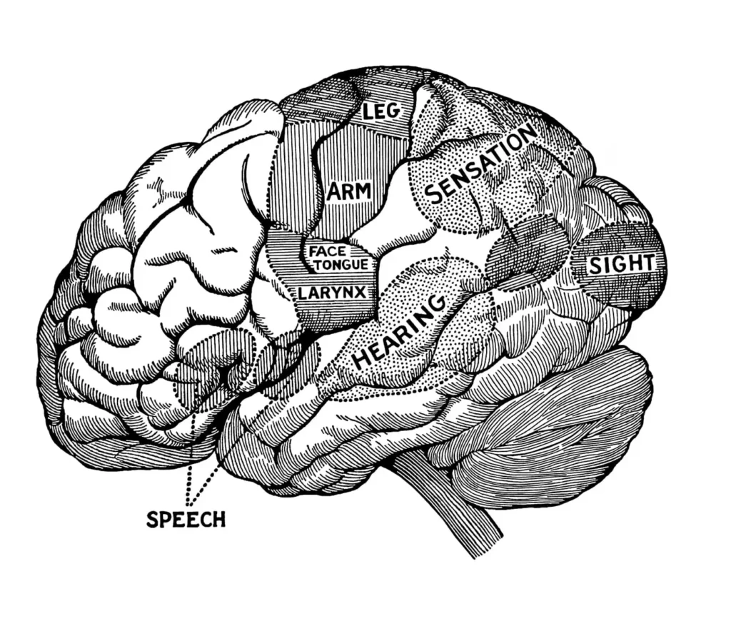 Subcortical Vs Cortical Processing Info Min Subcortical Vs Cortical Processing - Cortical Processing Centers